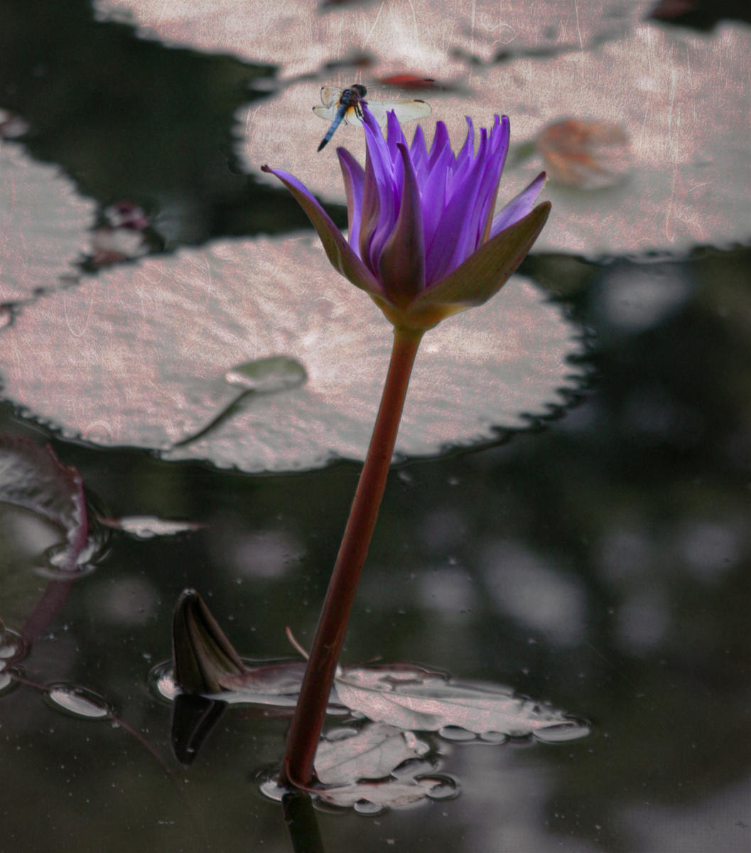 Lotus Flower. Central Park, New York.