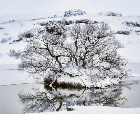 Icelandic Ice Tree.