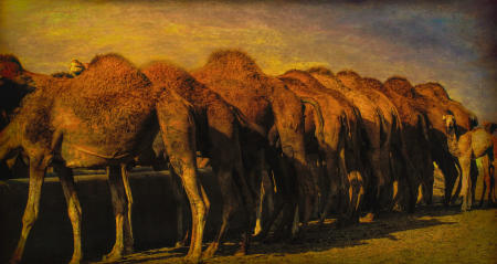 A Herd of Camels. Rajasthan, India.