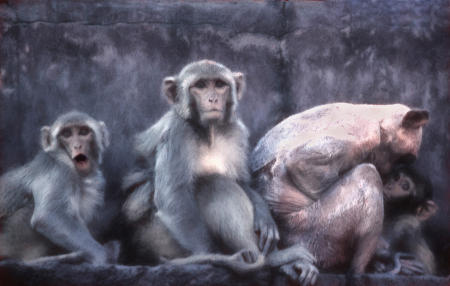 Family of Rhesus Macaques monkeys. Varanasi, India.