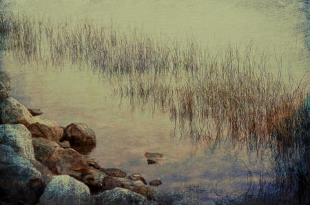 River Grass. Hudson River, New York.
Ellin Pollachek Tree & Nature Photography