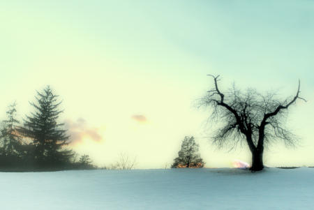 Languishing in Winter, Saugerties, NY
Ellin Pollachek Tree & Nature Photography